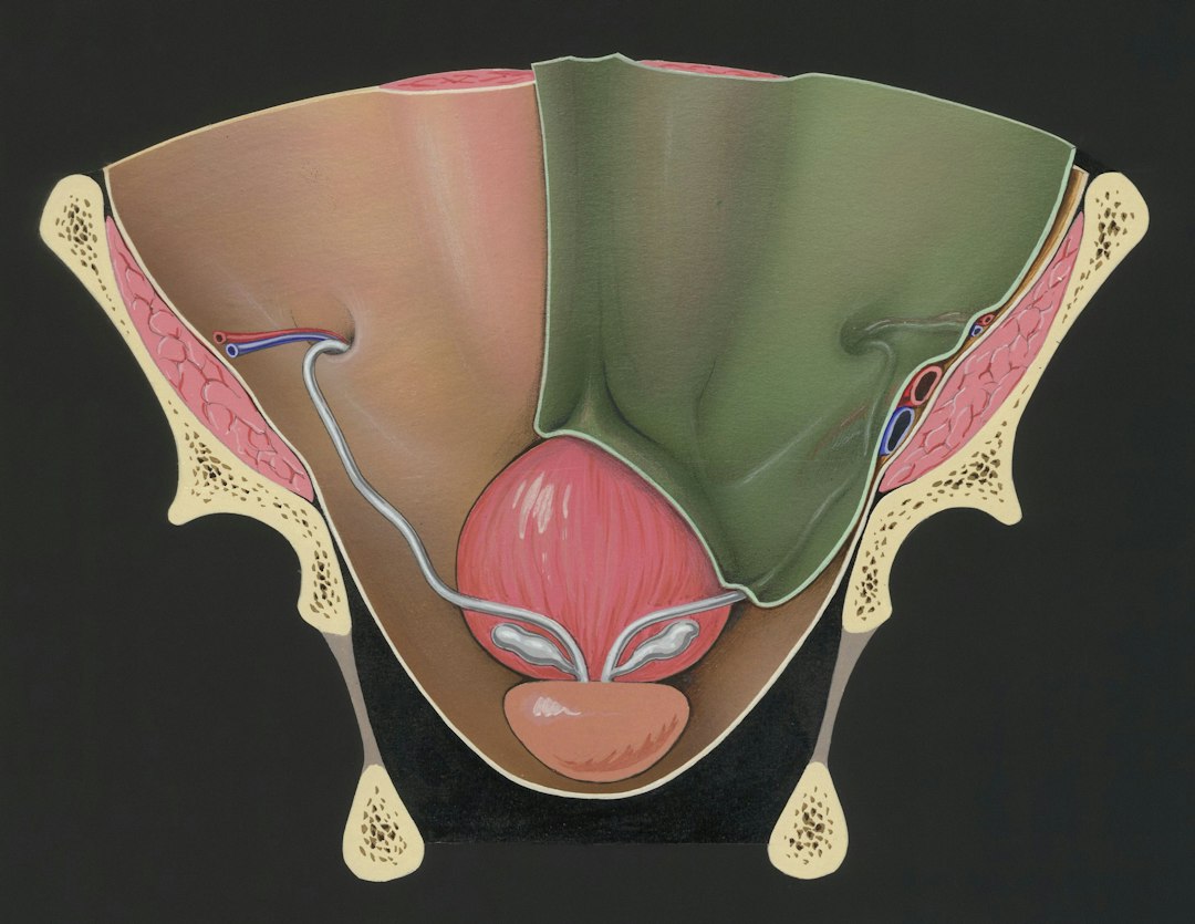 Incomplete Bladder Emptying in Men: Causes, Symptoms, and Natural Solutions
